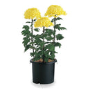 リッチェル 菊鉢 ブラック