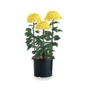 リッチェル 菊鉢 ブラック