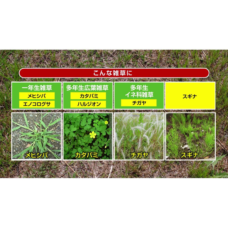 （農）住友化学園芸 草退治E粒剤 800g