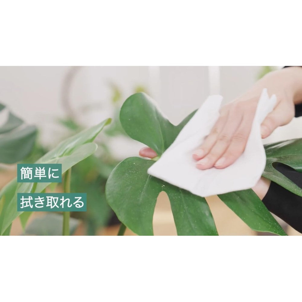 住友化学園芸 マイプランツ 葉をきれいにするシート 10マイ