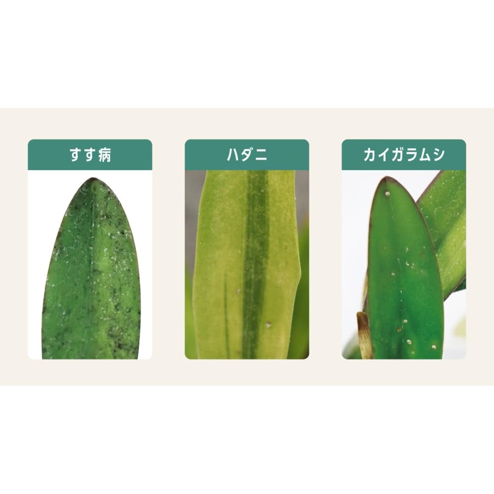 住友化学園芸 マイプランツ 葉をきれいにするシート 10マイ