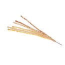 ドギーマン じゃれ猫 猫のお遊び ススキ草 1本