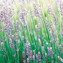 Essential Oil Mini NEW Lavender 3ml