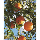 Essential Oil Mini NEW Orange 3ml