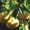 美健 プリヴェイル NEWエッセンシャルオイルミニ グレープフルーツ  3ml