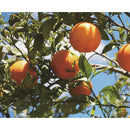 Daily Aroma night blend essential oil 10ml