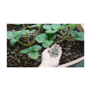 花ごころ 甘いイチゴをつくる肥料 2kg