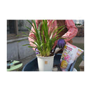 花ごころ 洋らんバーク 5L