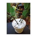 花ごころ コンテナガードホワイトストーン 5L