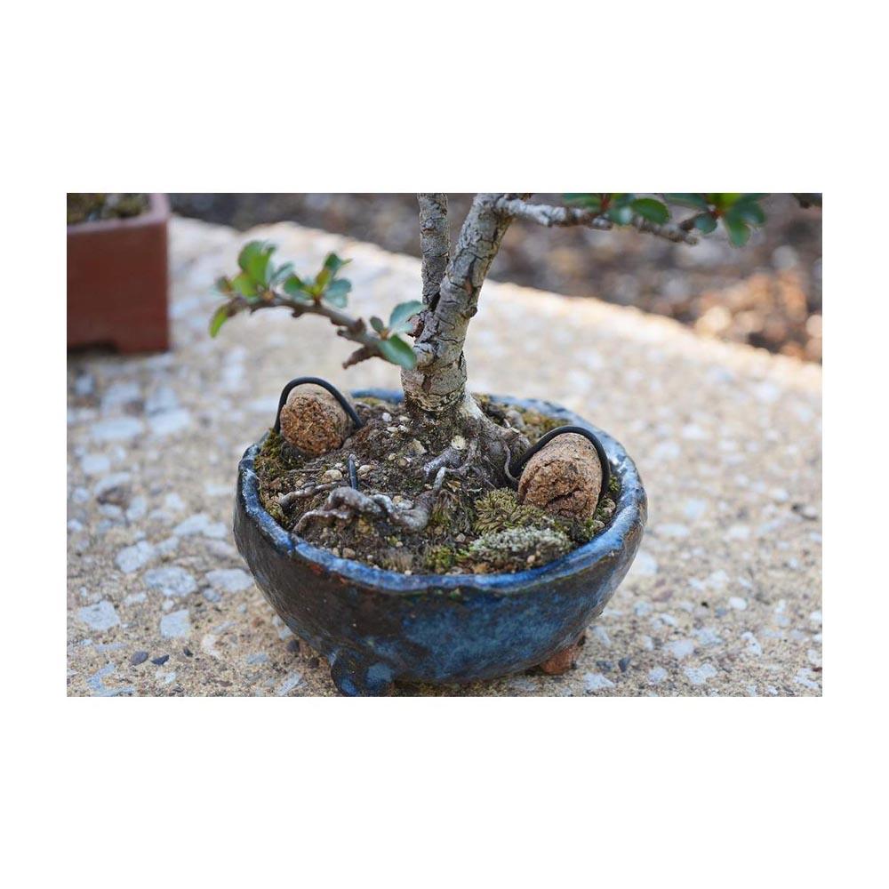 花ごころ 花ごころ 油かす開運 中粒 1.8kg