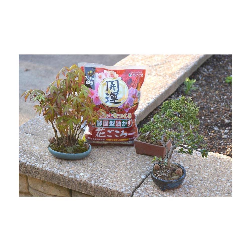 花ごころ 花ごころ 油かす開運 中粒 1.8kg