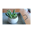 花ごころ さぼてん多肉植物の土（細粒） 5L