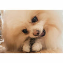 デンティ3フェアリーシニアS  8本／70g